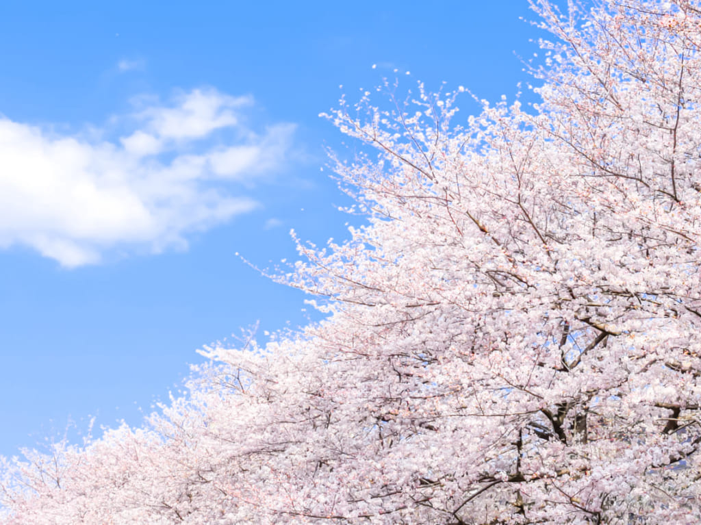 海津大崎の桜