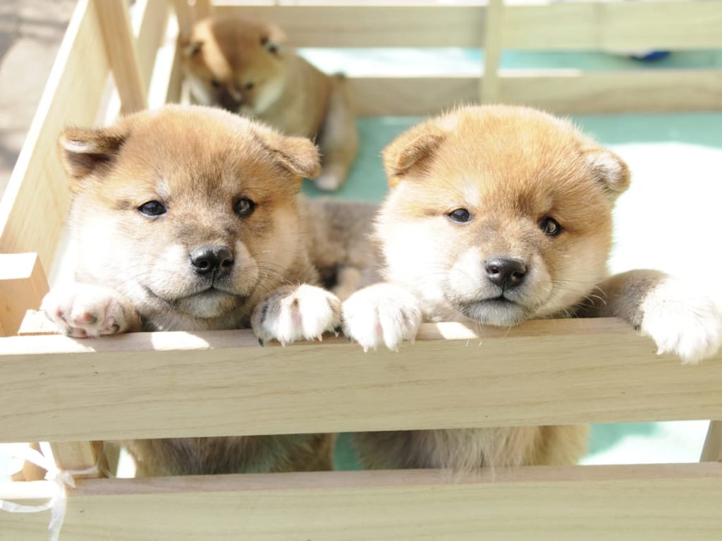 犬の譲渡会とチャリティーバザー