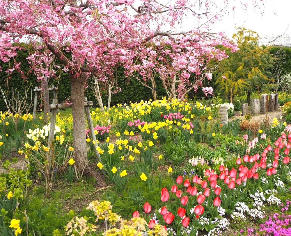 ミシガンクルーズ 春の区間乗船キャンペーン