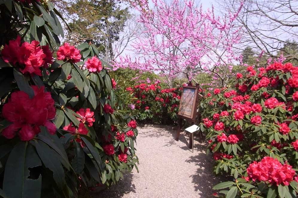 ガーデンミュージアム比叡