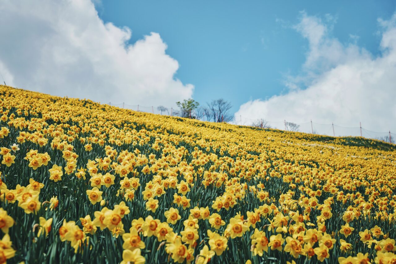 びわ湖バレイ2026グリーンシーズン