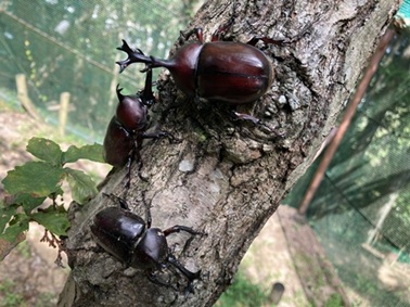 かぶと虫の家