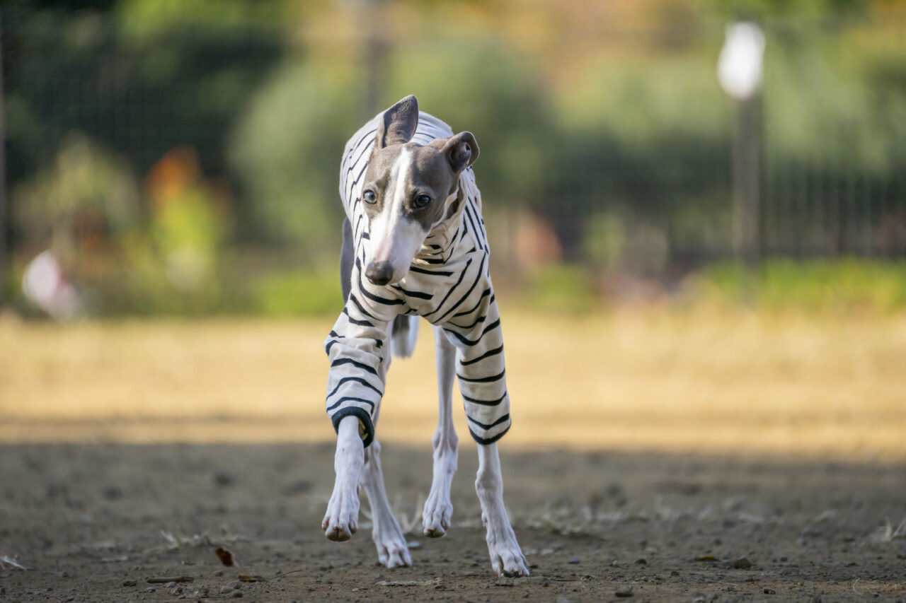 犬