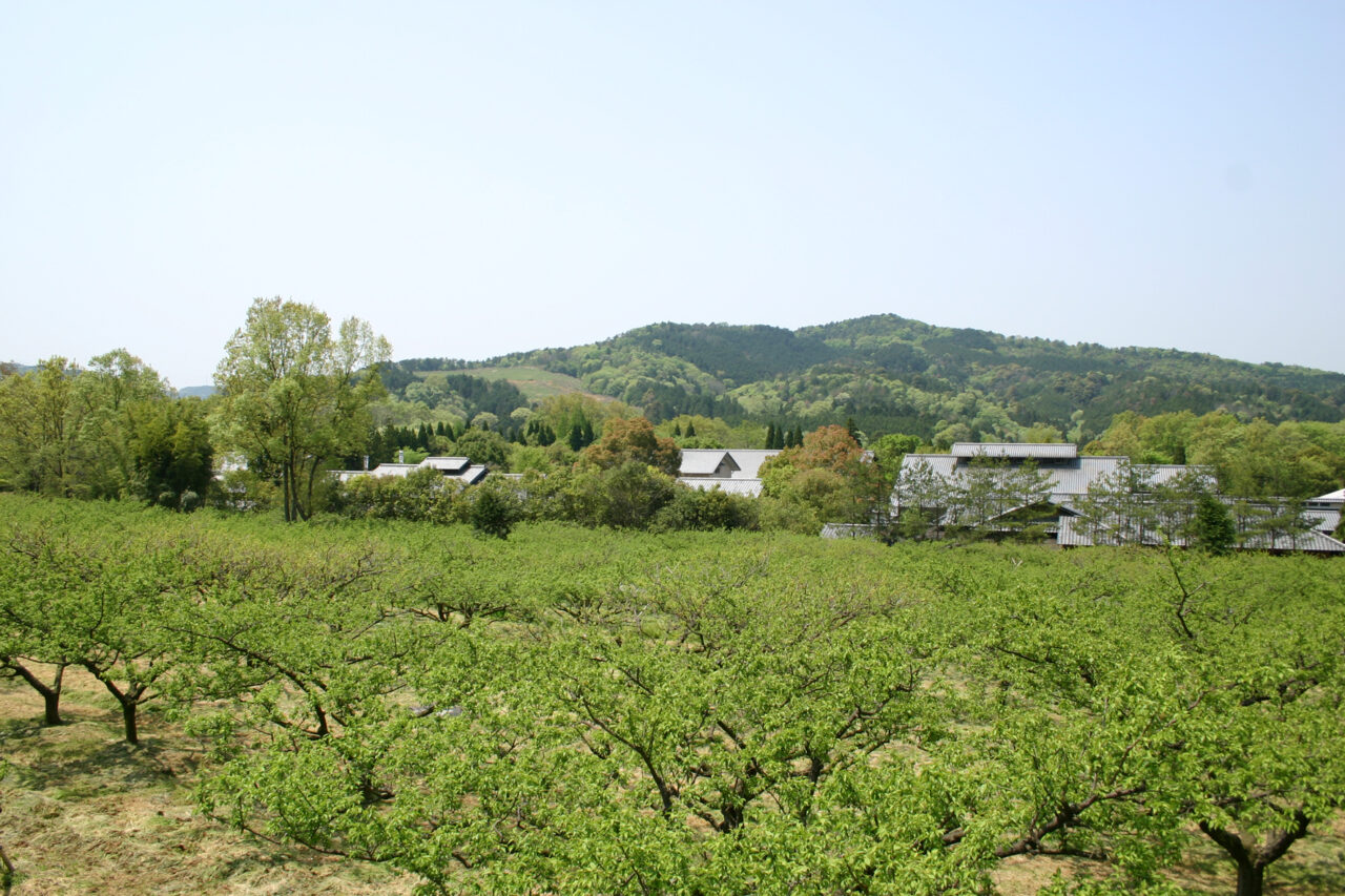 寿長生の郷の梅