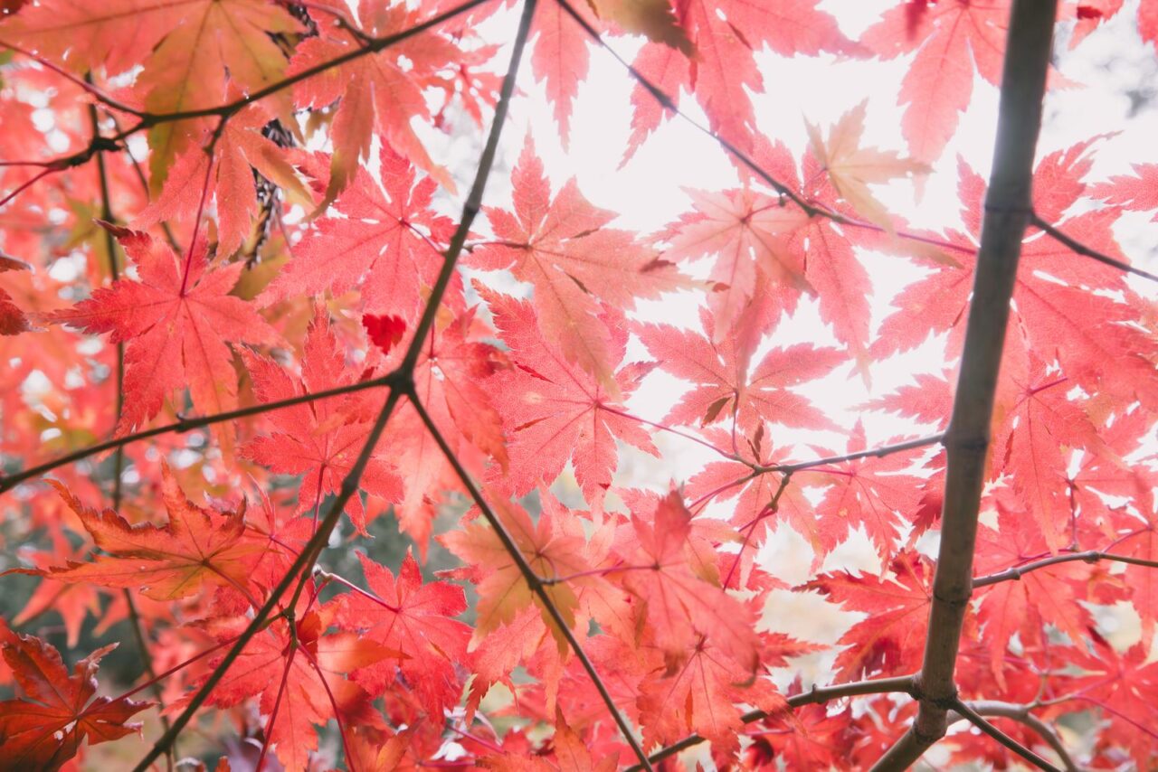 紅葉