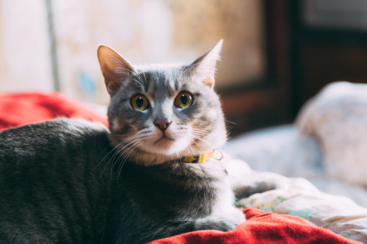猫