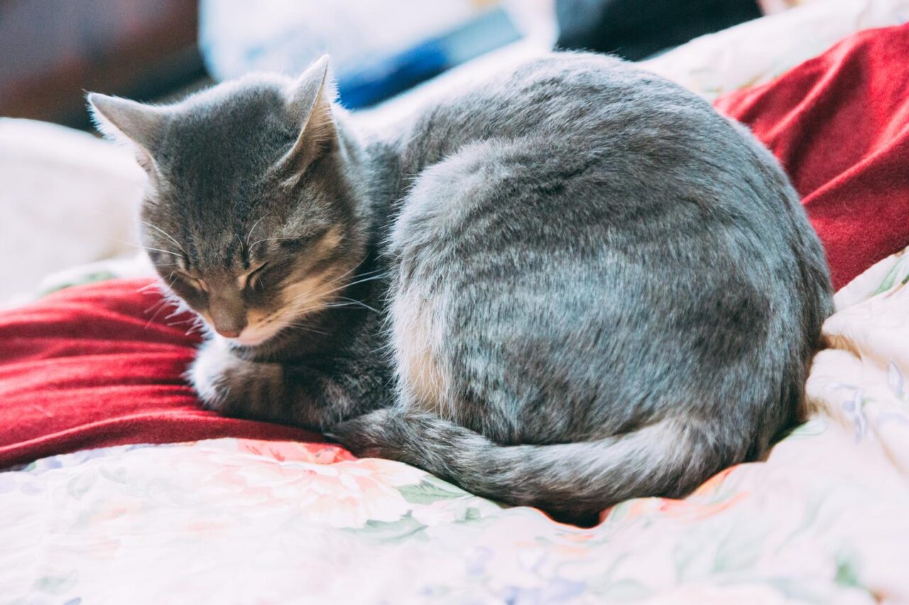 猫