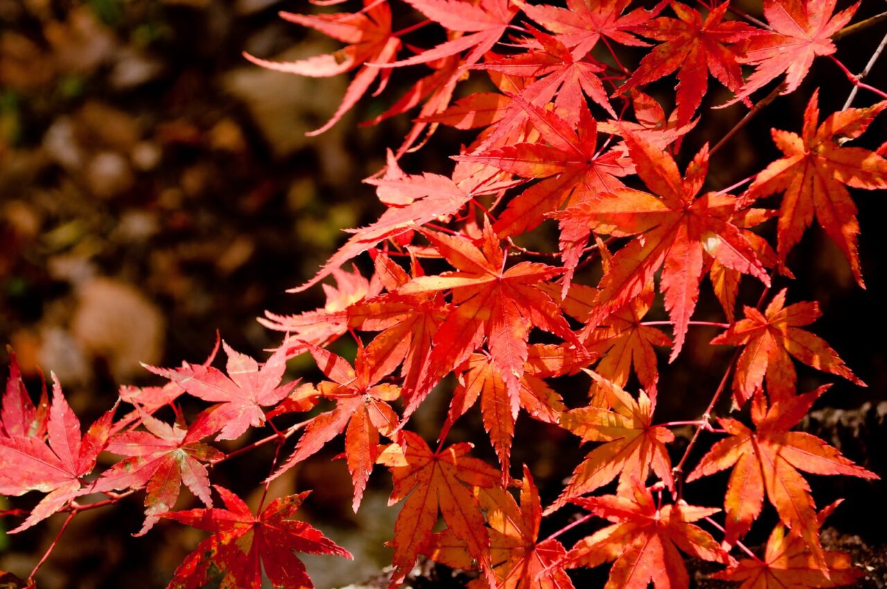 紅葉